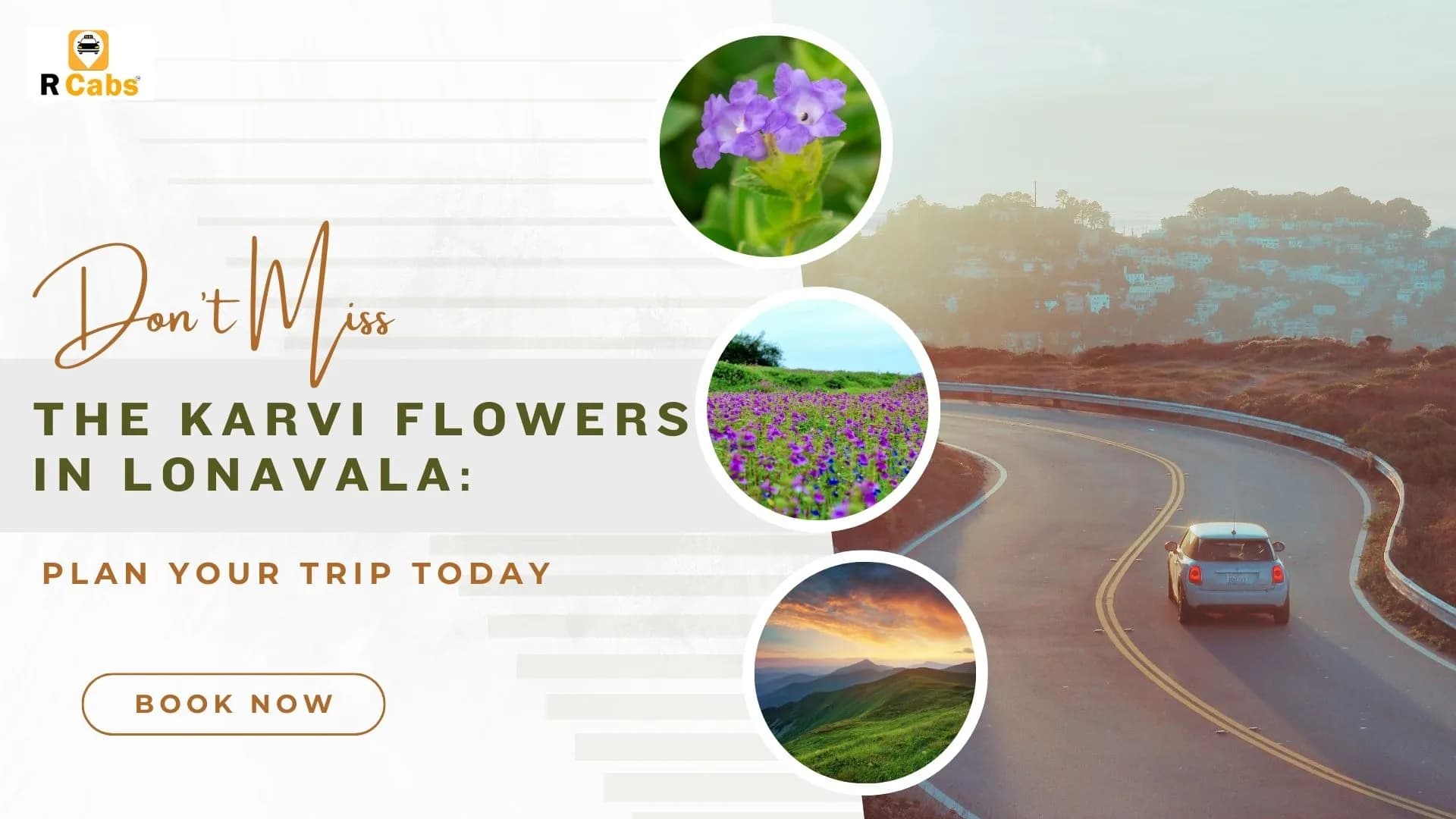 Don't Miss the Karvi Flowers in Lonavala: Plan Your Trip Today